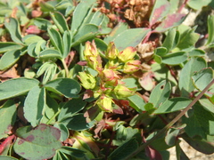 Sibbaldia parviflora