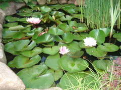 Nymphaea × marliacea