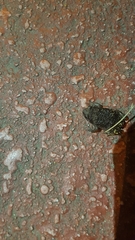 Bufo sachalinensis