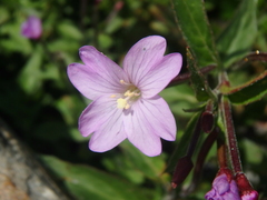 Epilobium algidum
