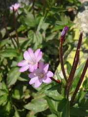 Epilobium algidum