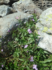 Epilobium algidum