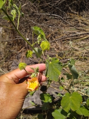 Callianthe pauciflora