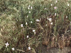 Calochortus venustus