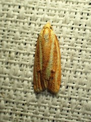 Sparganothis tristriata