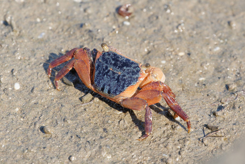 Metopograpsus latifrons