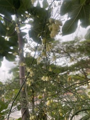 Asparagus umbellatus subsp. umbellatus image