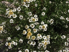 Achillea pyrenaica