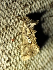 Syngrapha alias