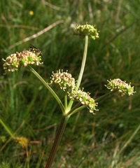 Selinum pyrenaeum