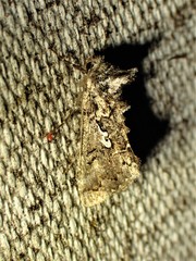 Syngrapha alias