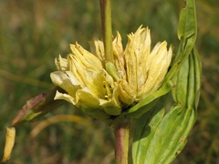 Gentiana burseri burseri