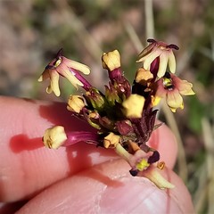 Verbena araucana
