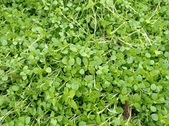 Stellaria media