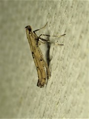 Caloptilia populetorum