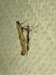 Caloptilia populetorum