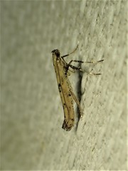 Caloptilia populetorum