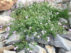 Epilobium algidum
