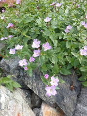 Epilobium algidum