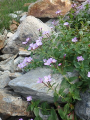 Epilobium algidum