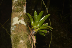 Vriesea vagans