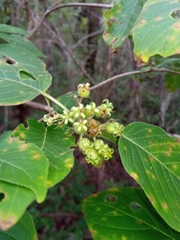 Schizenterospermum