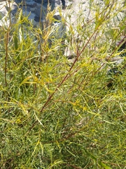 Acanthostyles buniifolius