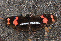 Heliconius telesiphe