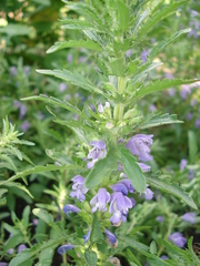 Dracocephalum moldavica