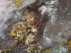 Ptilidium pulcherrimum