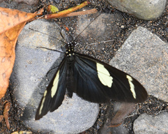 Heliconius wallacei