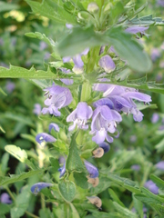 Dracocephalum moldavica