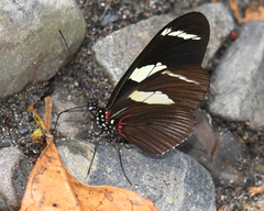 Heliconius wallacei