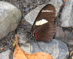 Heliconius wallacei