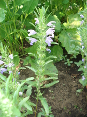 Dracocephalum moldavica
