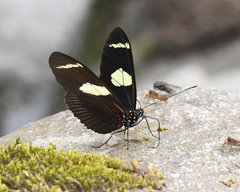Heliconius wallacei