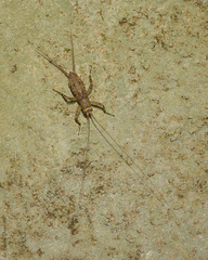 Paragryllinae