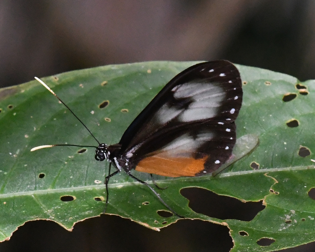 Hyalyris oulita