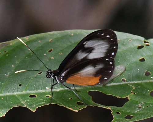 Hyalyris oulita