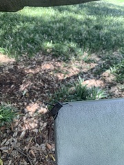 Acanthocephala declivis