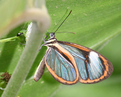 Ithomia arduinna