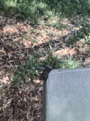 Acanthocephala declivis