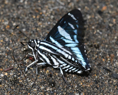 Jemadia menechmus