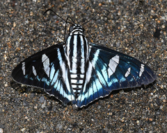Jemadia menechmus