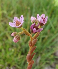Sedum villosum