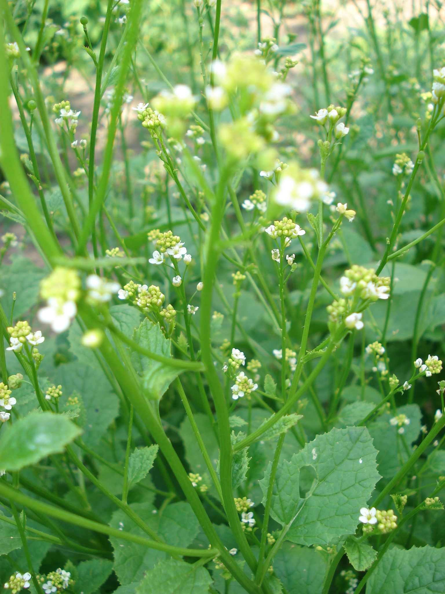 Crambe hispanica ssp. abyssinica
