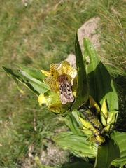 Gentiana burseri burseri
