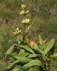Gentiana burseri burseri
