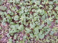 Alliaria petiolata
