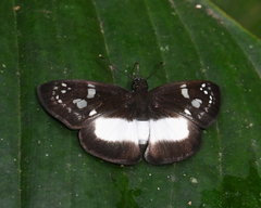 Milanion cramba